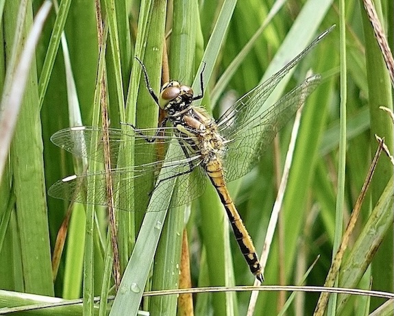 black darter